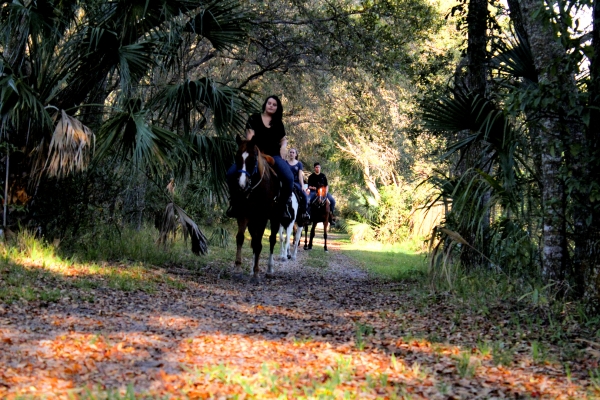 Horseback  Group Riding in South Florida