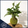 calathea-vittata-kokedama-plant-ritzy-blooms-fort-lauderdale