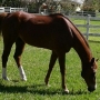 Horseback Riding in South Florida