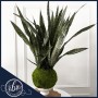 snake-plant-kokedama-handcrafted-fort-lauderdale-ritzy-blooms