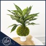 aglaonema-snow-white-kokedama-moss-ball-plant-white-pedestal