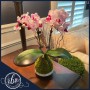 teacup-orchid-kokedama-moss-ball-ritzy-blooms-fort-lauderdale-living-room