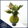 aglaonema-kokedama-moss-ball-fort-lauderdale