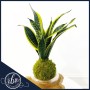 sansevieria-laurentii-kokedama-snake-plant-fort-lauderdale