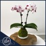 teacup-orchid-kokedama-moss-ball-ritzy-blooms-fort-lauderdale