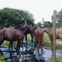 Horseback Riding in South Florida