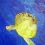 Turtle Underwater Photography - Key Largo, FL.jpg
