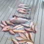 florida saltwater fishing regulations
