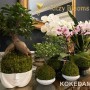 KOKEDAMAS-PLANTS-AND-ORCHIDS-FOR-SALE-IN-FORT-LAUDERDALE-FLORIDA