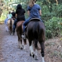 Horseback  Group Riding in South Florida