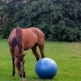 Horseback Riding in South Florida