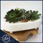 Succulent Planter in Fort Lauderdale