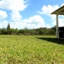 Horseback Riding in Evergaldes Trails South Florida