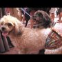 Riverwalk Unleashed - Mutts & Martinis 2012 - Fort Lauderdale, FL