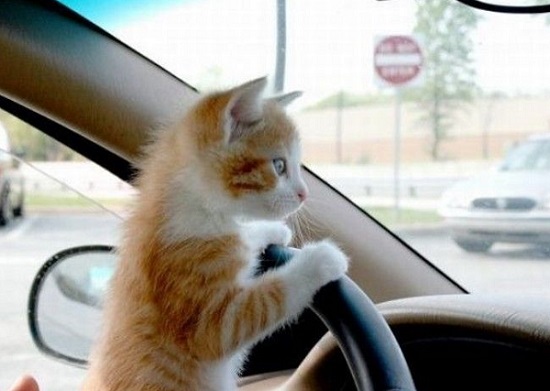 Cat Driving School  cat pictures.CO