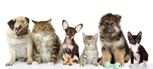 Dogs-and-cats