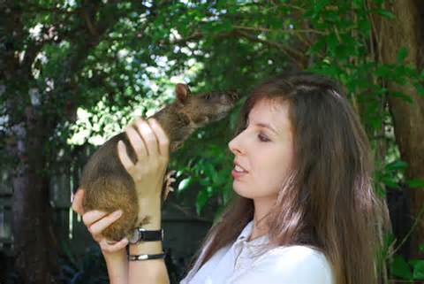 Gambian giant pouched rat