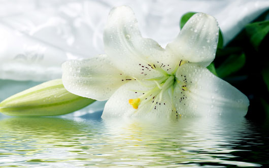 White-Lilies