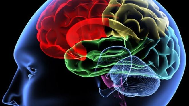 brain