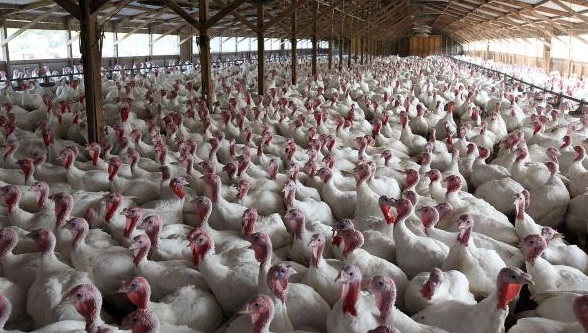 turkey farm justin sullivan