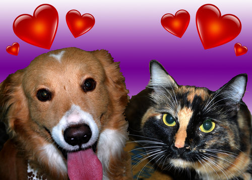 adopt a sweetheart 2013