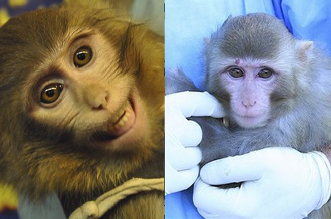 big image space monkey