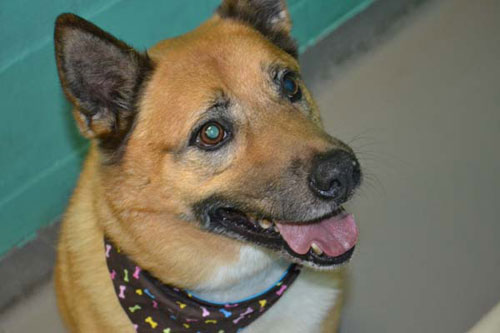 Bear-is-begging-you-to-adopt-him