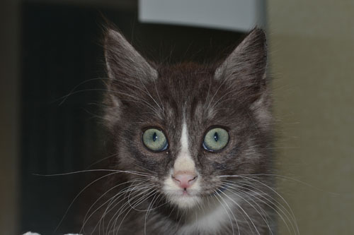 Frank-has-fabulous-green-eyes