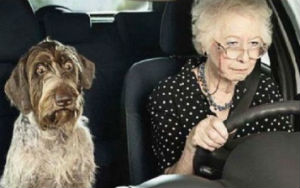 Bad Driver