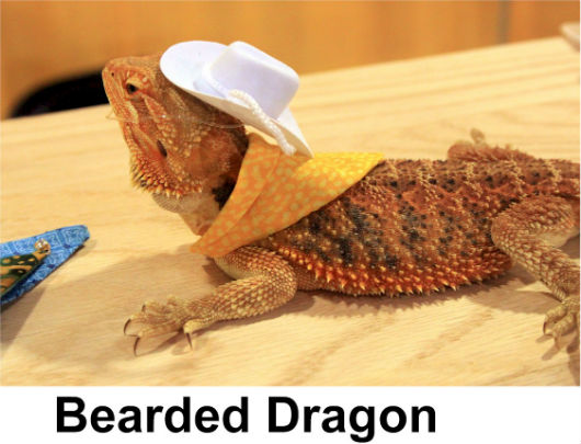 Bearded Dragon530