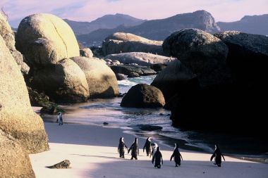 Boulders-beach-penguins