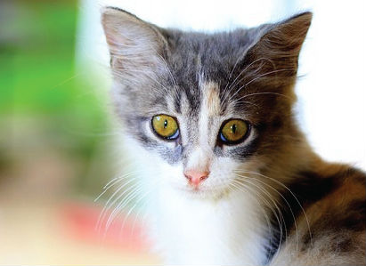 Friday the 13 Adoption Special
