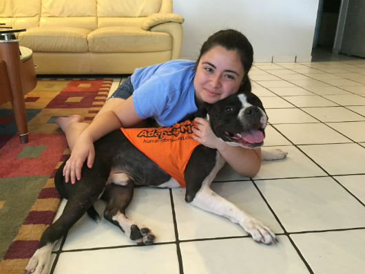 Teen Ambassador Tatsiana Leckie of Davie with her ambassador dog Polo, a three year old American Staffordshire terrier mix who is looking for a home.  Tatsiana attends West Broward High School and has been a part of the program since July 2014.  She has found loving homes for four dogs already.