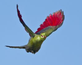 Knysna Loerie