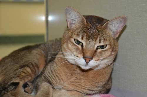 Abby-446870