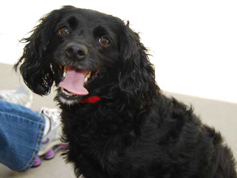 cocker spaniel mix 