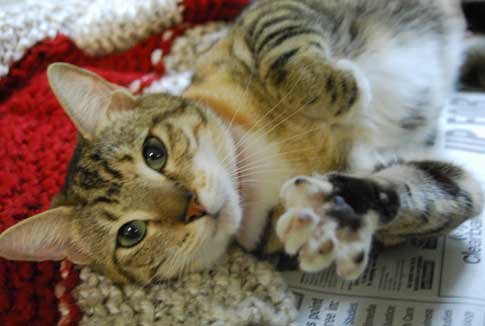 If you prefer a feline friend, then Paquita (ID# 449375) is waiting for you  