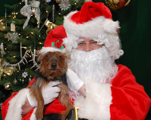Animal Santas PHOTO 11-10-11