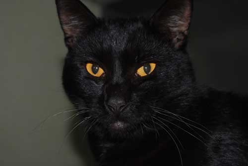 Bentley-447212 Cat Pet