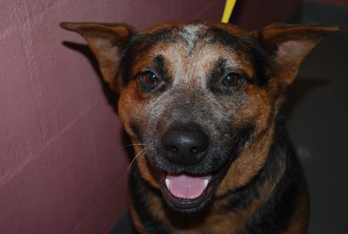 Bosco pet of the week