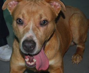 Charlie-443583