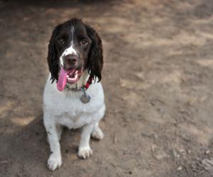 Dogs-and-cats-have-trouble-with-heat-wave