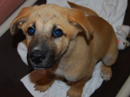 20 pound Labrador retriever mix