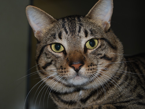 Free cats PHOTO 11-16-11 Mr. Big 435829