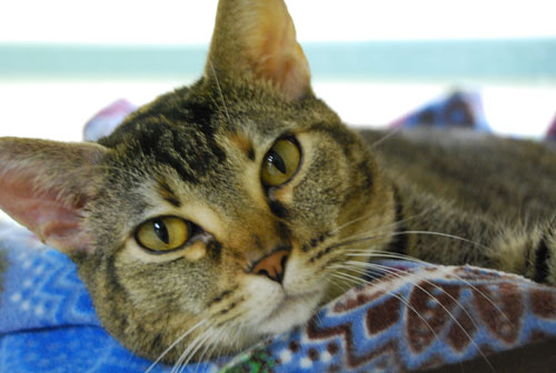 Ginger-431321.jpg