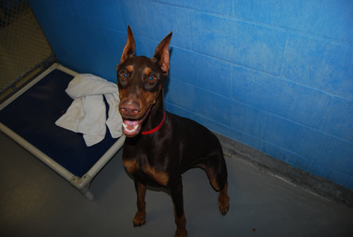 Karma-448023dog