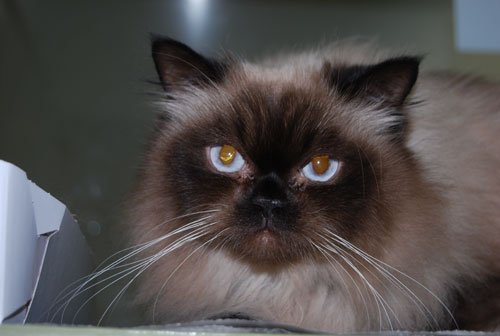 Missy-438761.jpg