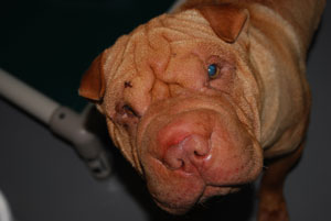 Pet-of-Week-photo-9-13-11
