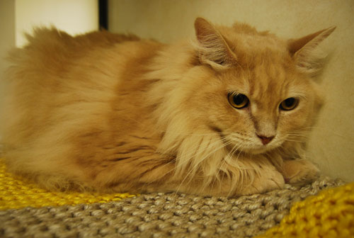 Pet-of-the-week-photo-9-12-11