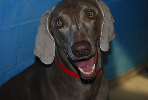Pet-of-week-photo-9-21-11